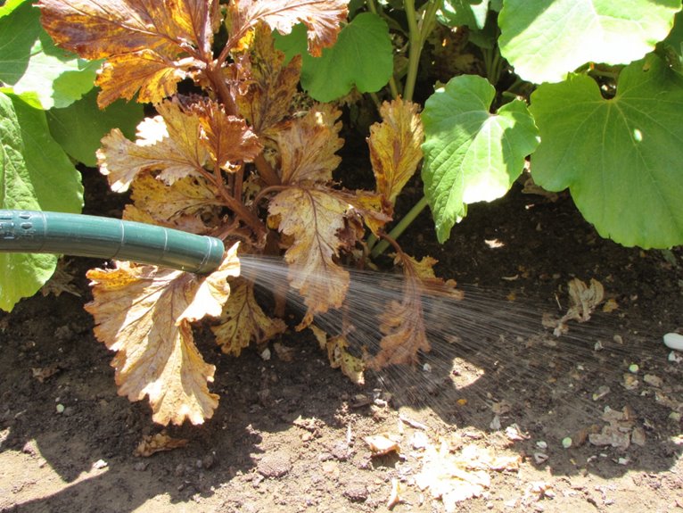 over fertilized plant recovery