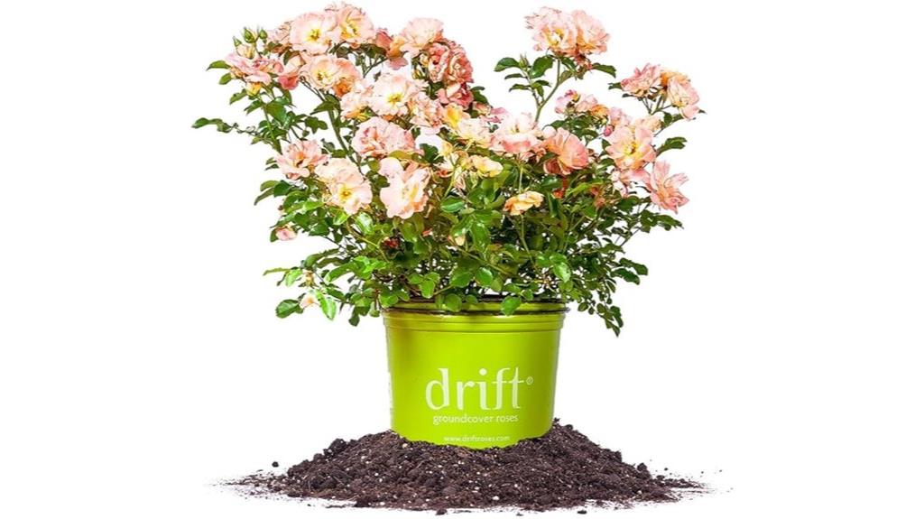 peach drift rose plant