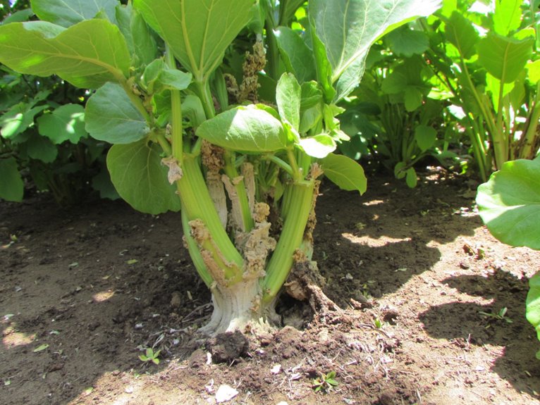 pest documentation and insights