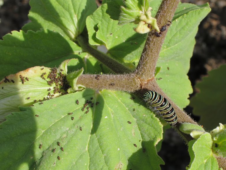 pest intervention assessment guide