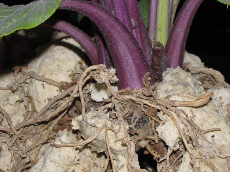 phosphorus deficiency harms plants