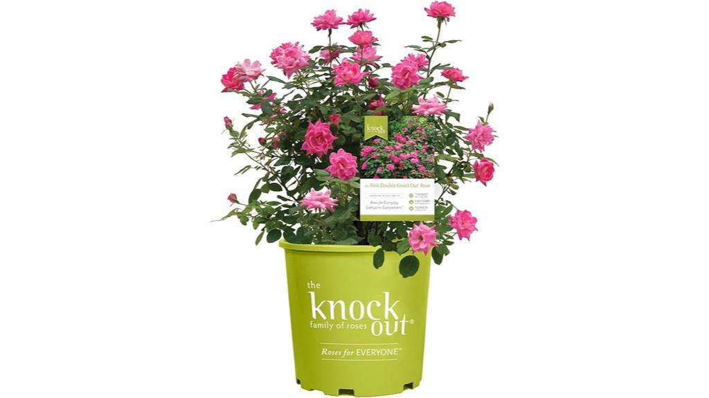 pink double knock out rose