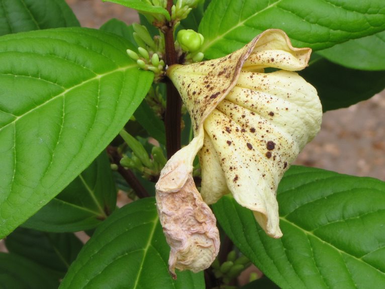 plant disease identification guide