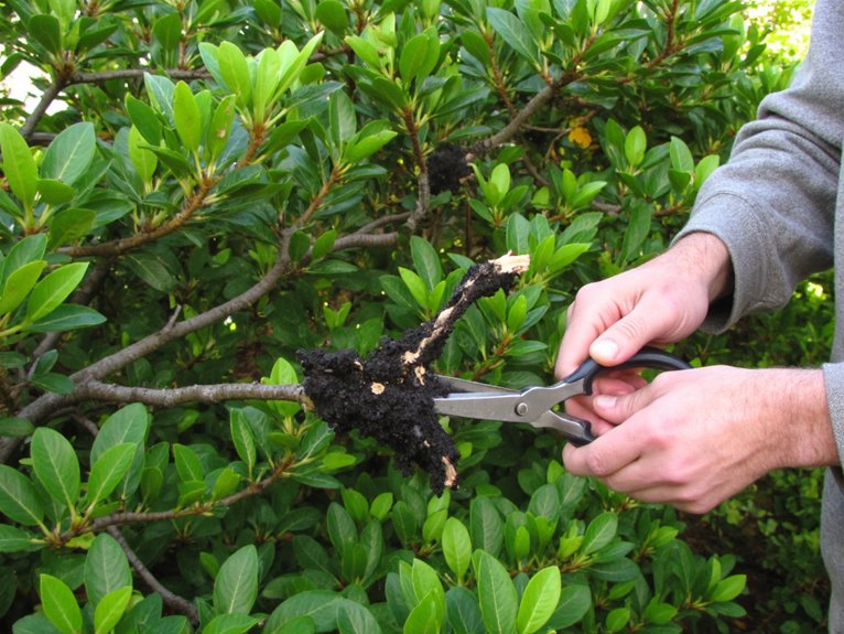 plant health restoration surgery