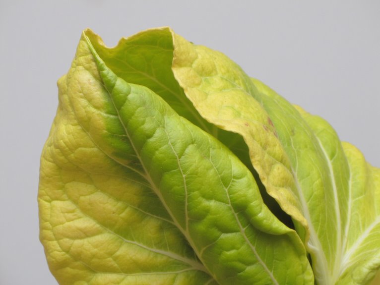 plant nutrient deficiency identification