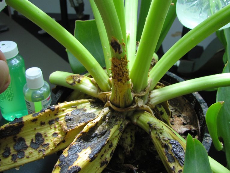 plant resilience and recovery