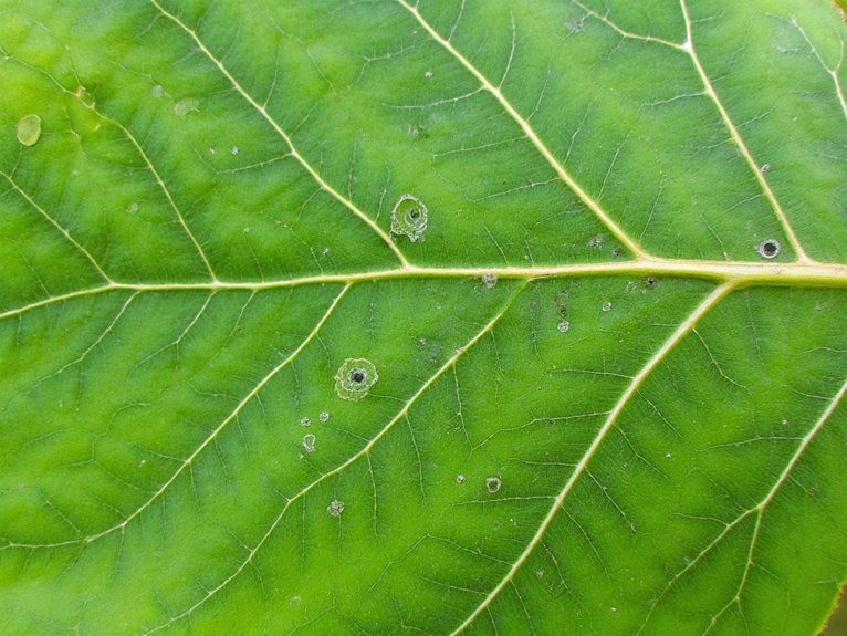 plants rapid temperature responses