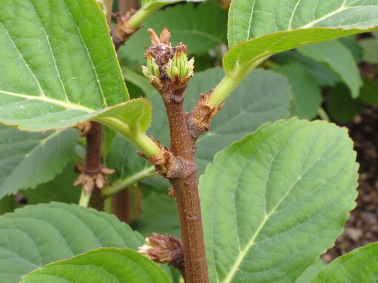 potassium deficiency disrupts growth