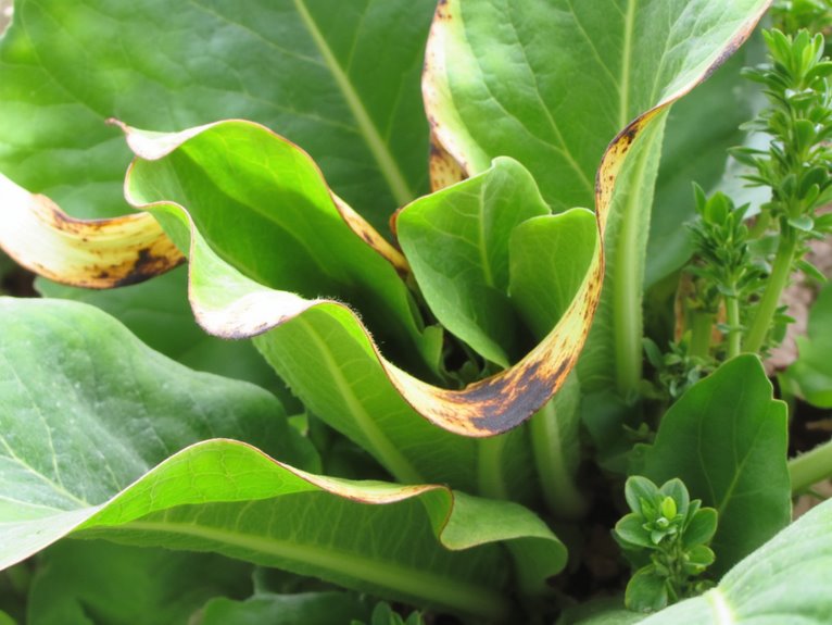 potassium deficiency symptoms identified