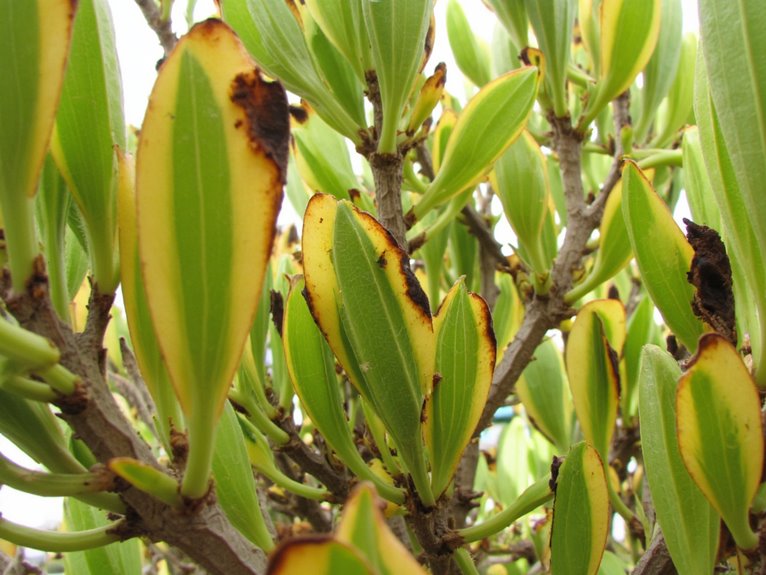 potassium deficiency symptoms observed
