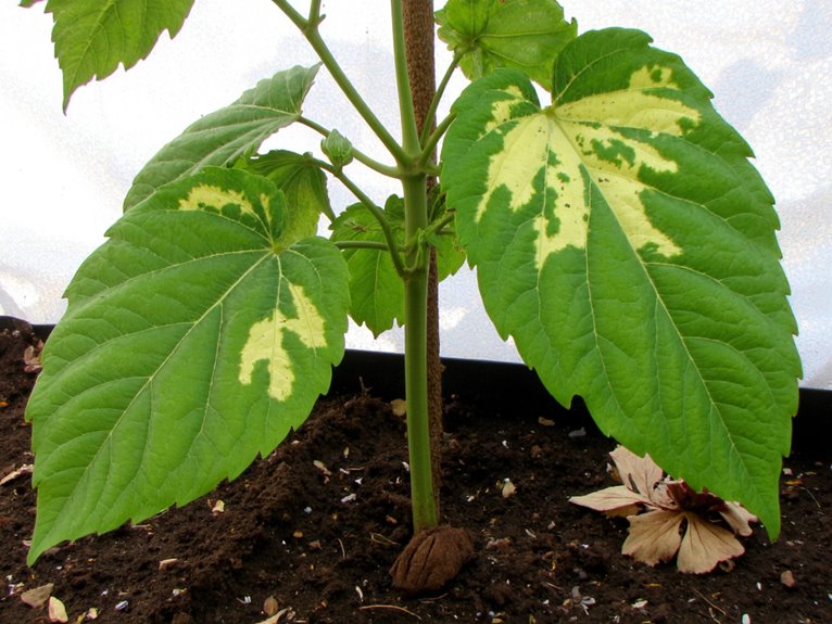 potassium for plant health