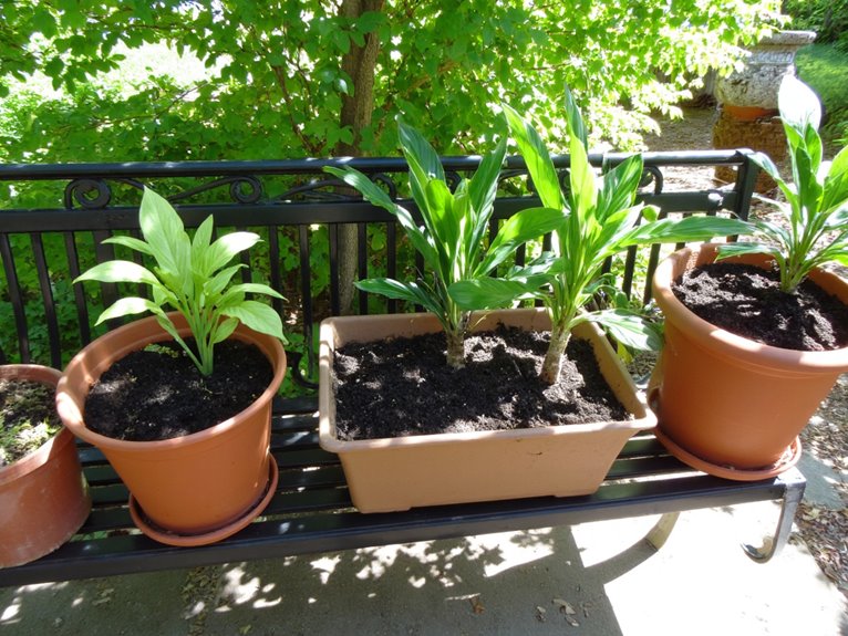 potting mix for containers
