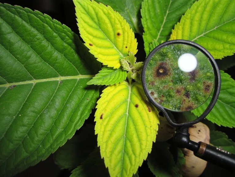 proactive plant health monitoring