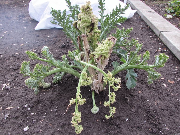 protect plants from frost