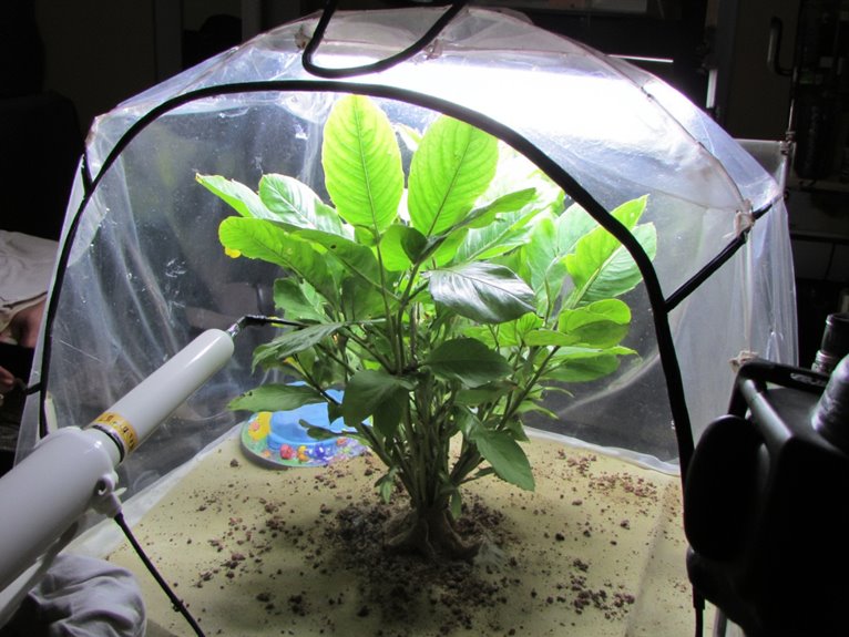 quarantined plant pest monitoring