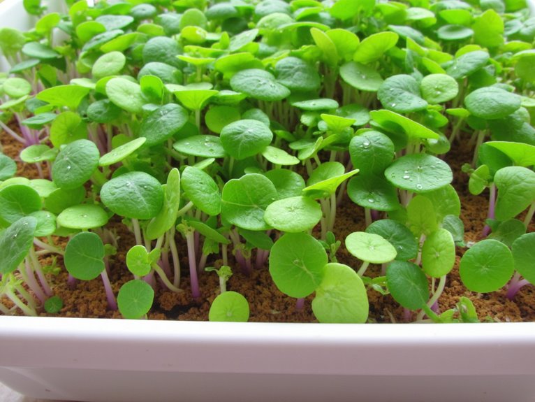 quick microgreens gardening success