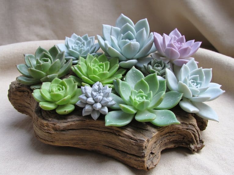 realistic artificial succulent plants