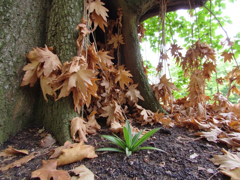 recognizing fungal disease symptoms