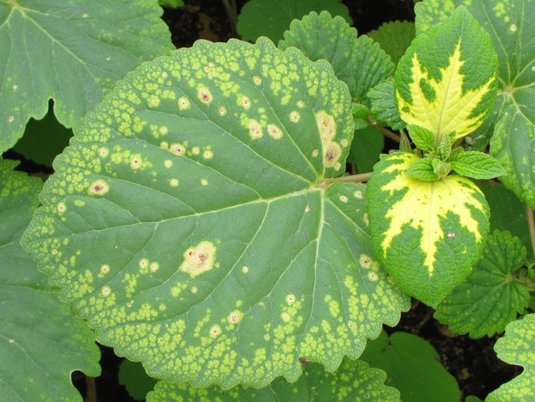 recognizing plant disease symptoms