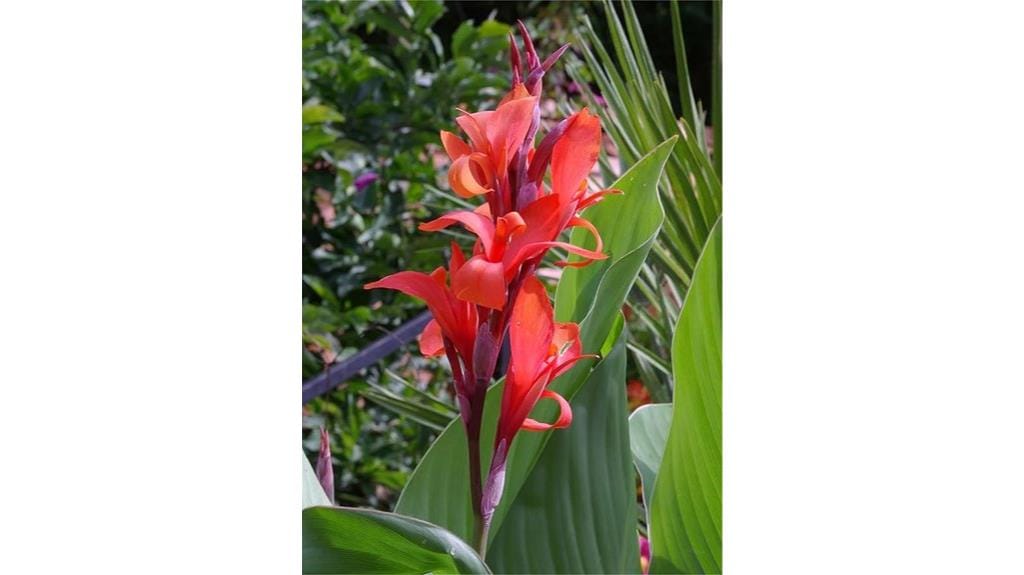 red indian shot seeds