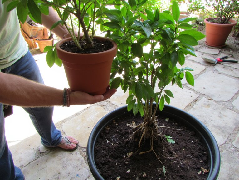 repotting garden container plants