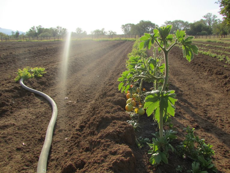 reviving severely dehydrated plants