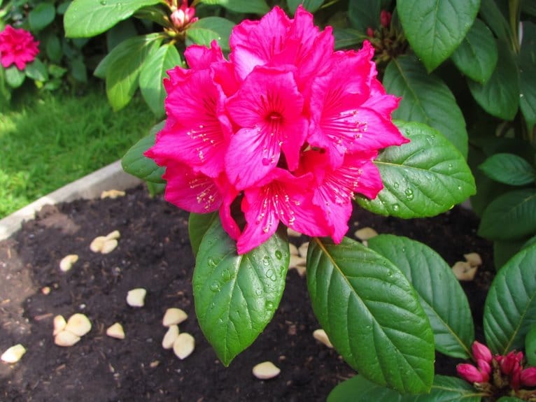 rhododendron fertilizers for growth
