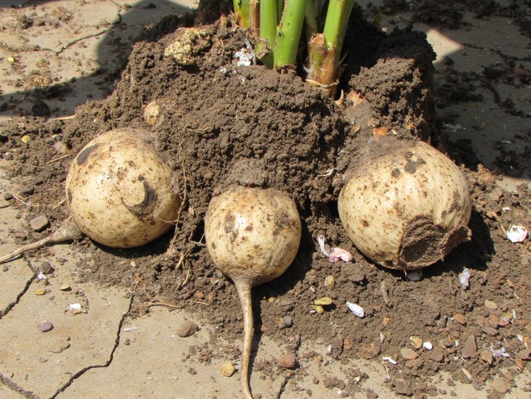 root damage from over fertilization