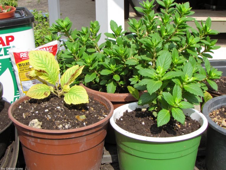 salt tolerant container garden selection