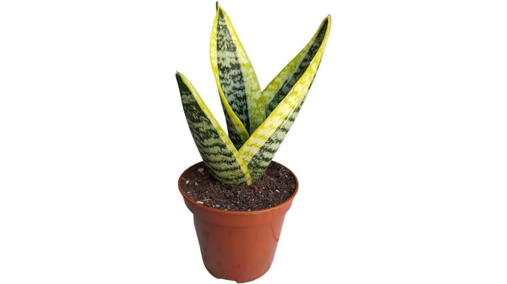 sansevieria in 4 inch pot