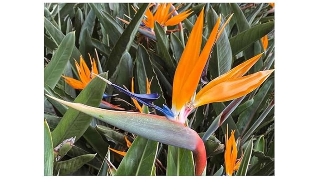 slow release bird fertilizer