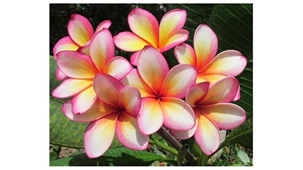 slow release plumeria fertilizer