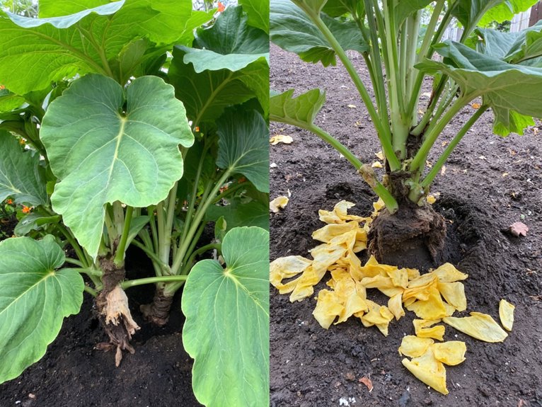 slow release potassium for plants