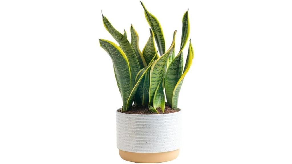 snake plant in planter
