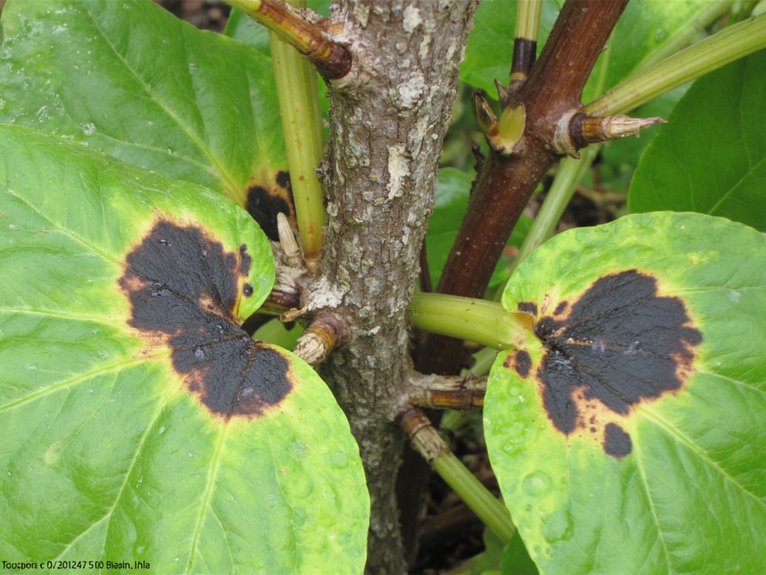 strategic fungicide application techniques