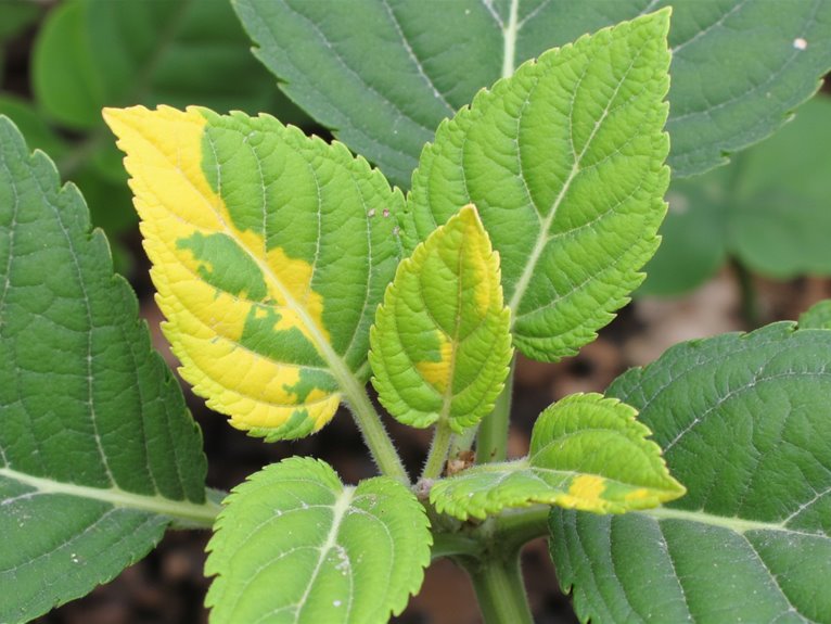 sulfur deficiency symptom identification