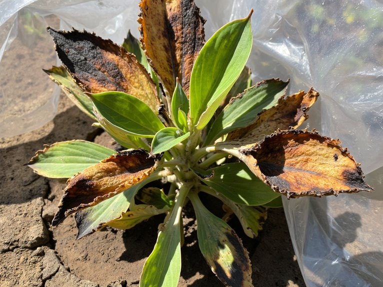 sun damage plant care
