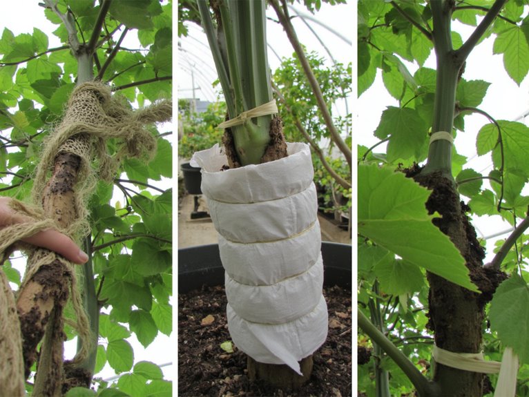 supportive stem stabilization techniques