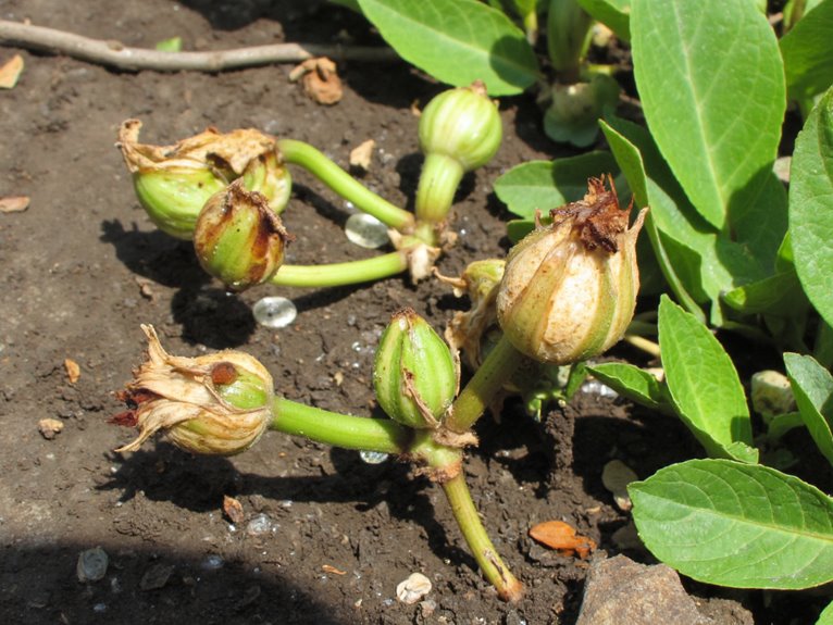 temperature influences plant growth