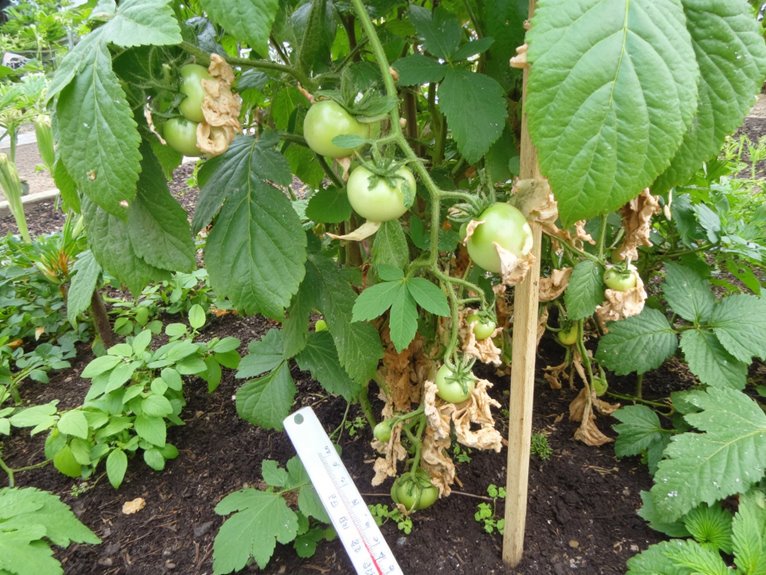 temperature stress in plants