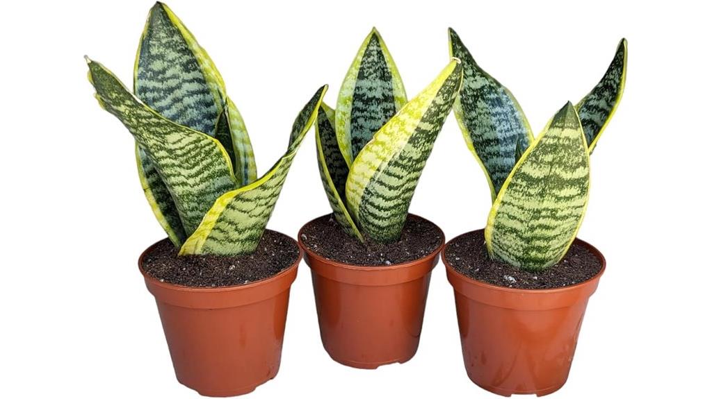 three pack snake plants
