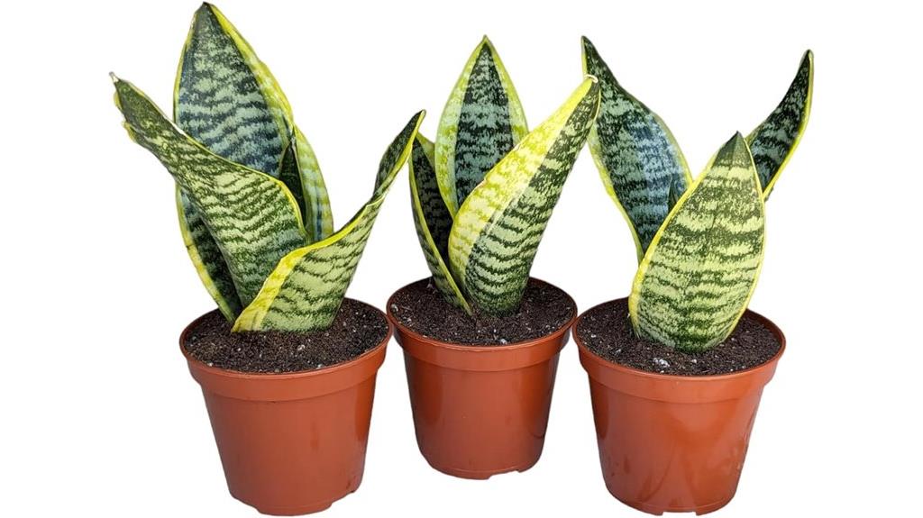 three pack snake plants