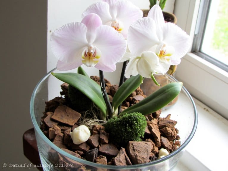 top orchid potting mixes