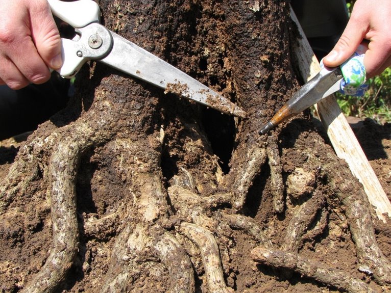 transplant root ball restoration