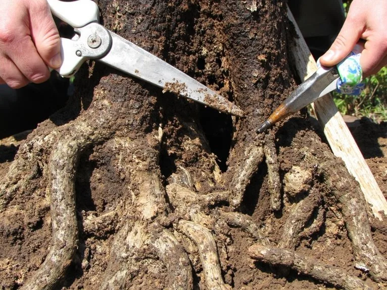 transplant root ball restoration