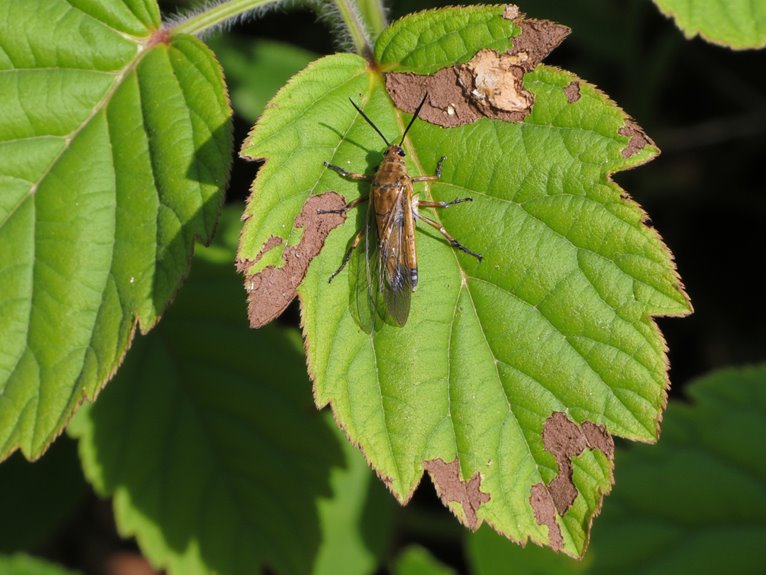 true bugs deform plants