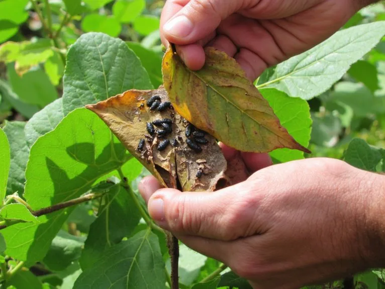 urgent pest control action