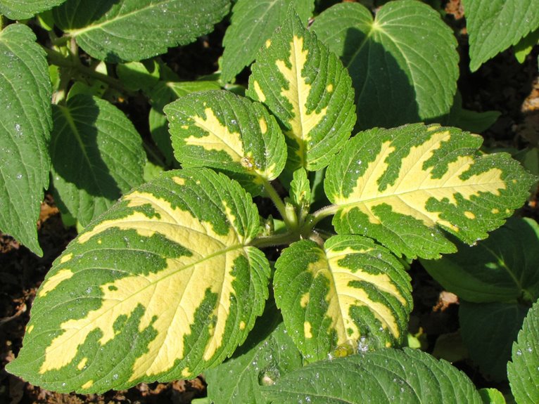 viral yellowing symptom recognition