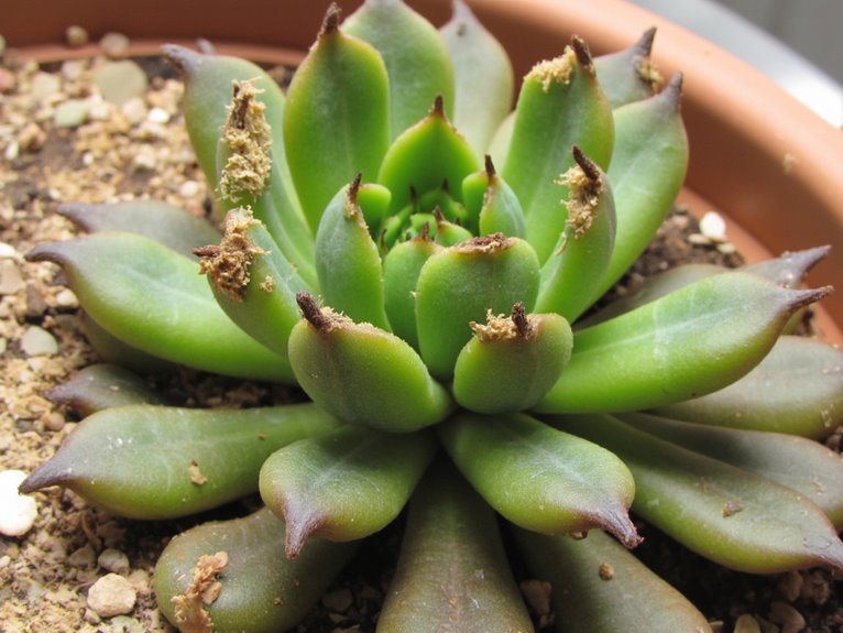 water stressed leaf wilting