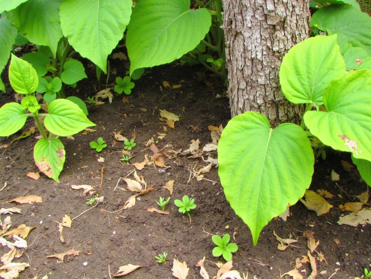 weed management under trees